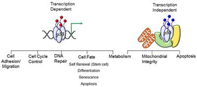 The p53/Adipose-Tissue/Cancer Nexus